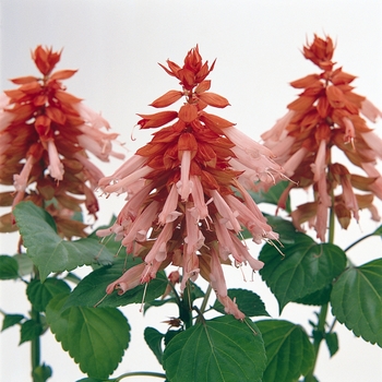 Salvia splendens Vista™ 'Salmon'