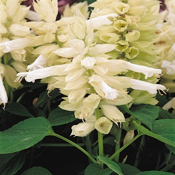 Salvia splendens 'White' 