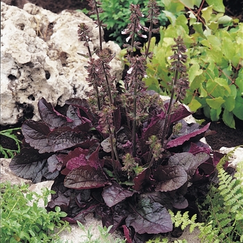 Salvia lyrata 'Purple Volcano' 