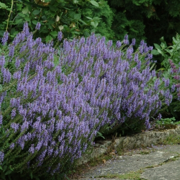 Salvia x sylvestris 'Blue Hill'