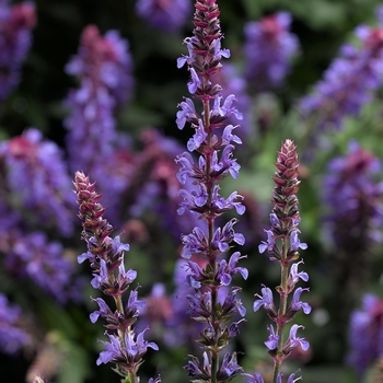 Salvia x superba 'Blue Sky Compact' 