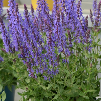 Salvia nemorosa 'Bordeau Steel Blue' 