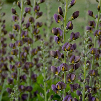 Baptisia 'Dark Chocolate' PPAF