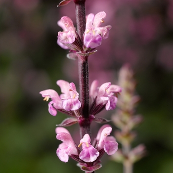 Salvia x superba Bordeau™ 'Rose'