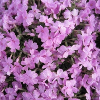 Phlox subulata 'Ronsdorfer Beauty' 