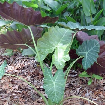 Alocasia 'Williams Hybrid' 