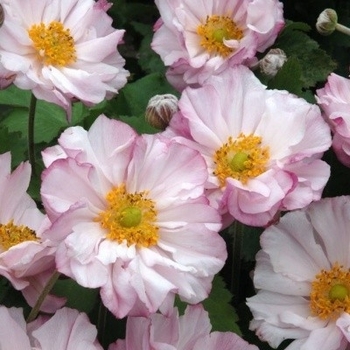 Anemone 'Lorelei' 