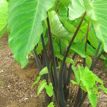 Colocasia esculenta 'Bun Long' 