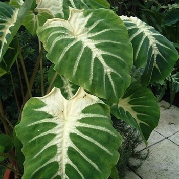 Colocasia esculenta 'Nancy's Revenge' 