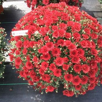 Chrysanthemum x morifolium 'Pavia Red' 