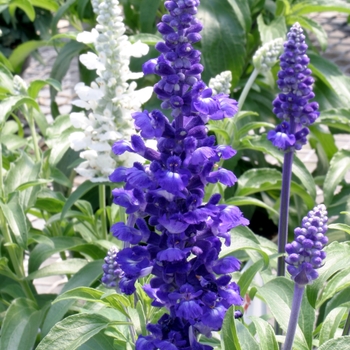 Salvia farinacea 'Rhea™' 