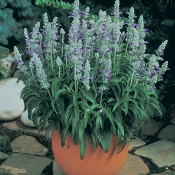 Salvia farinacea 'Strata' 
