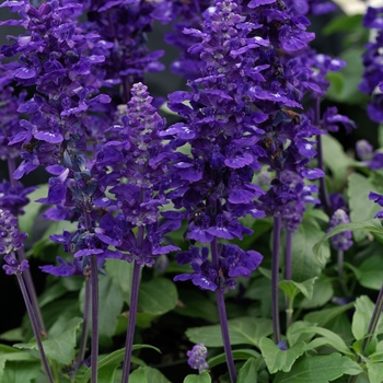 Salvia farinacea 'Velocity™ Blue' 