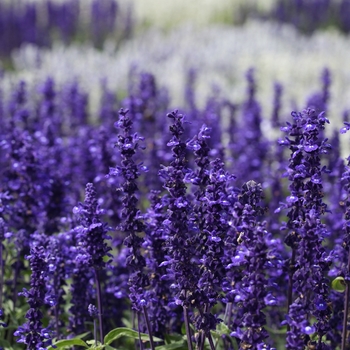 Salvia farinacea 'Victoria Blue' 