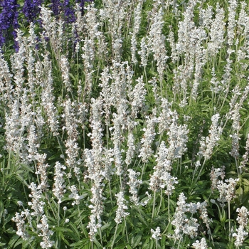 Salvia farinacea 'Victoria White'