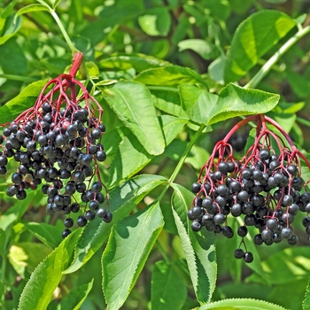 Sambucus canadensis 