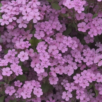 Saponaria ocymoides 