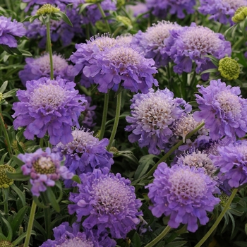 Scabiosa columbaria 'Blue Note'