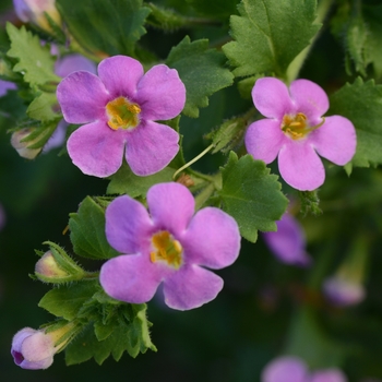 Sutera grandiflora 'Dark Pink' KLESG16007