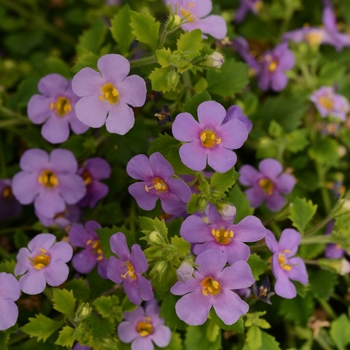 Sutera grandiflora Big Falls™ 'Summer Blue'