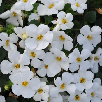 Sutera grandiflora 'White' KLESG13255 PP26080