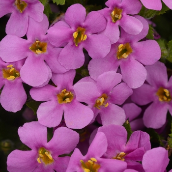 Sutera cordata MegaCopa™ 'Pink'