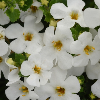 Sutera cordata MegaCopa™ 'Versa White'