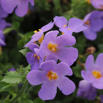 Sutera cordata 'Gulliver Blue' 