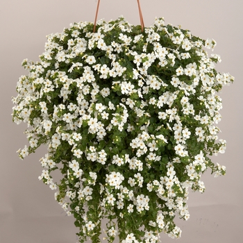 Sutera cordata 'Gulliver Snow' 