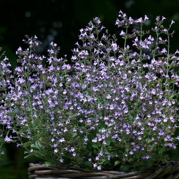 Calamintha nepeta 'Marvelette Blue' 