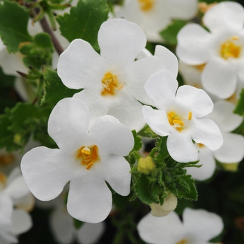 Sutera cordata 'Gullivar White' 