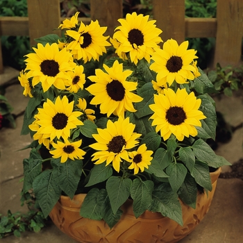 Helianthus annuus 'Ballad' 