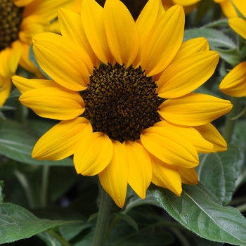 Helianthus annuus 'Miss Sunshine' 