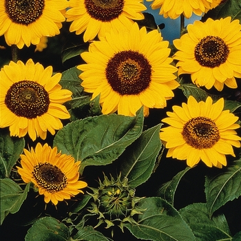 Helianthus annuus 'Gold' 