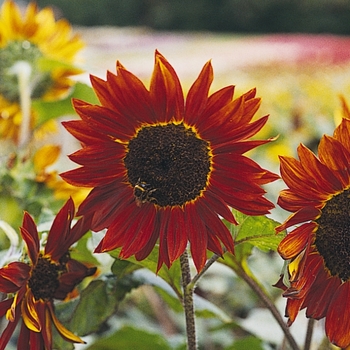 Helianthus annuus 'Red' 