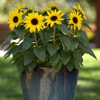 Helianthus annuus 'SunBuzz' 