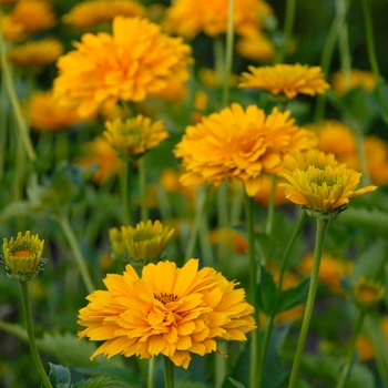 Heliopsis helianthoides var. scabra 'Summer Sun (Sommersonne)' 