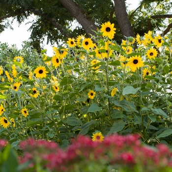 Helianthus annuus 'Sunfinity Dark Yellow'