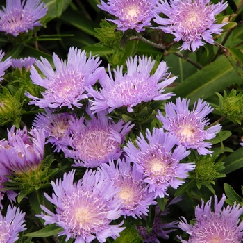 Stokesia laevis 'Blue Danube' 