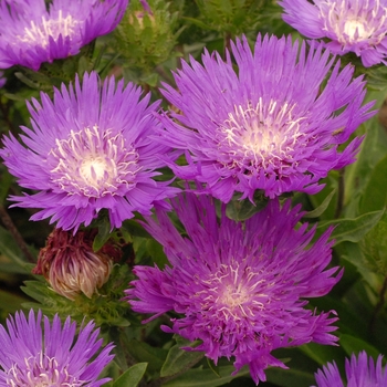 Stokesia laevis 'Honeysong Purple' 
