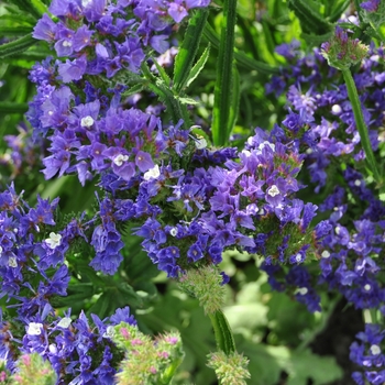 Limonium sinuatum Fortress™ 'Heavenly Blue'