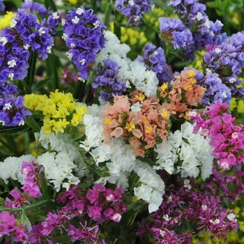 Limonium sinuatum Fortress™ 'Mix'