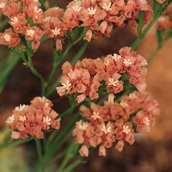 Limonium sinuatum 'QIS Apricot'