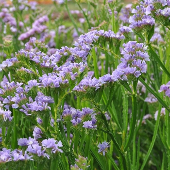 Limonium sinuatum 'QIS Lavender' 