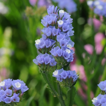 Limonium sinuatum 'QIS Light Blue' 