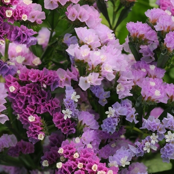 Limonium sinuatum 'QIS Pastel Mix' 