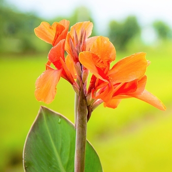 Canna x generalis 'Orange Beauty' 