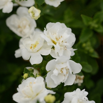 Sutera cordata 'Double Snowball' Dancop48