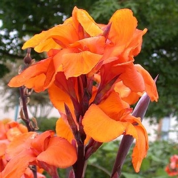 Canna x generalis 'Wyoming Gold' 