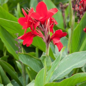 Canna x generalis 'Firebird' 